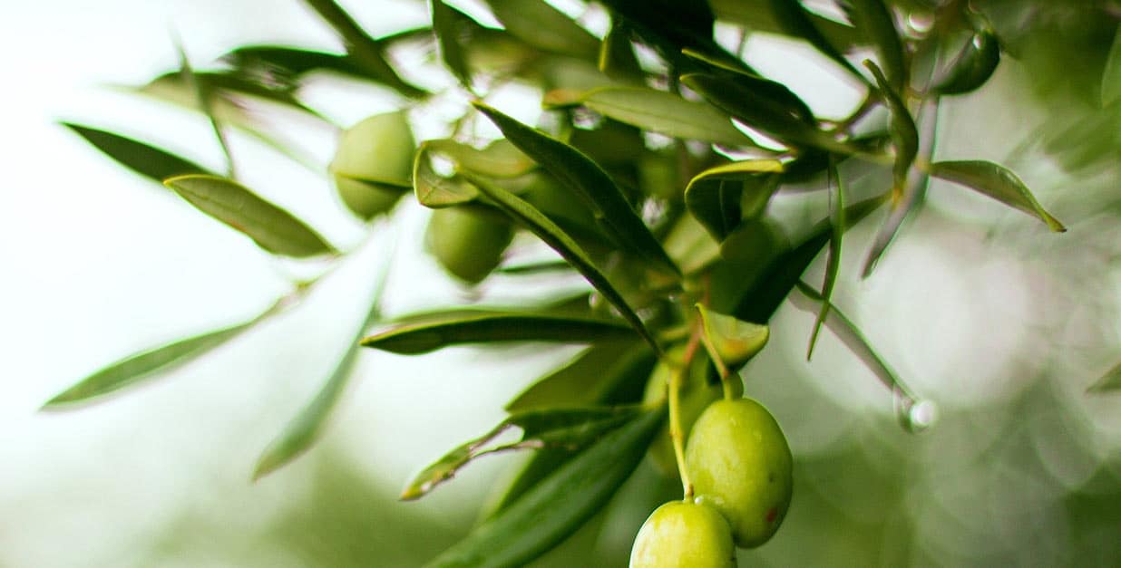 facts about olive oil
