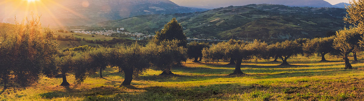 olive oil grove