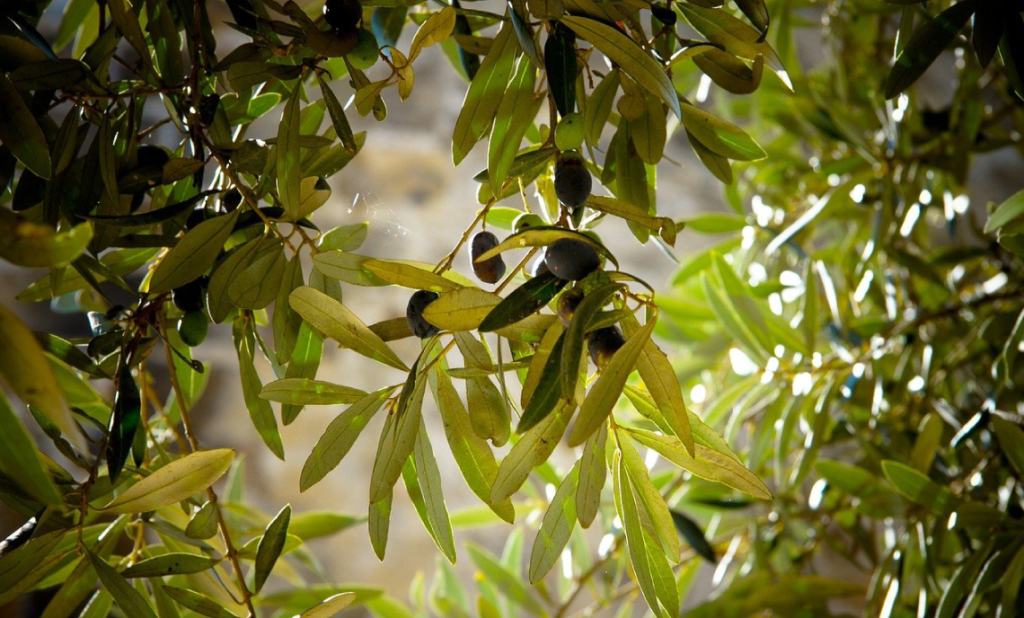 Olive oil quality test Experts perform olive oil quality tests