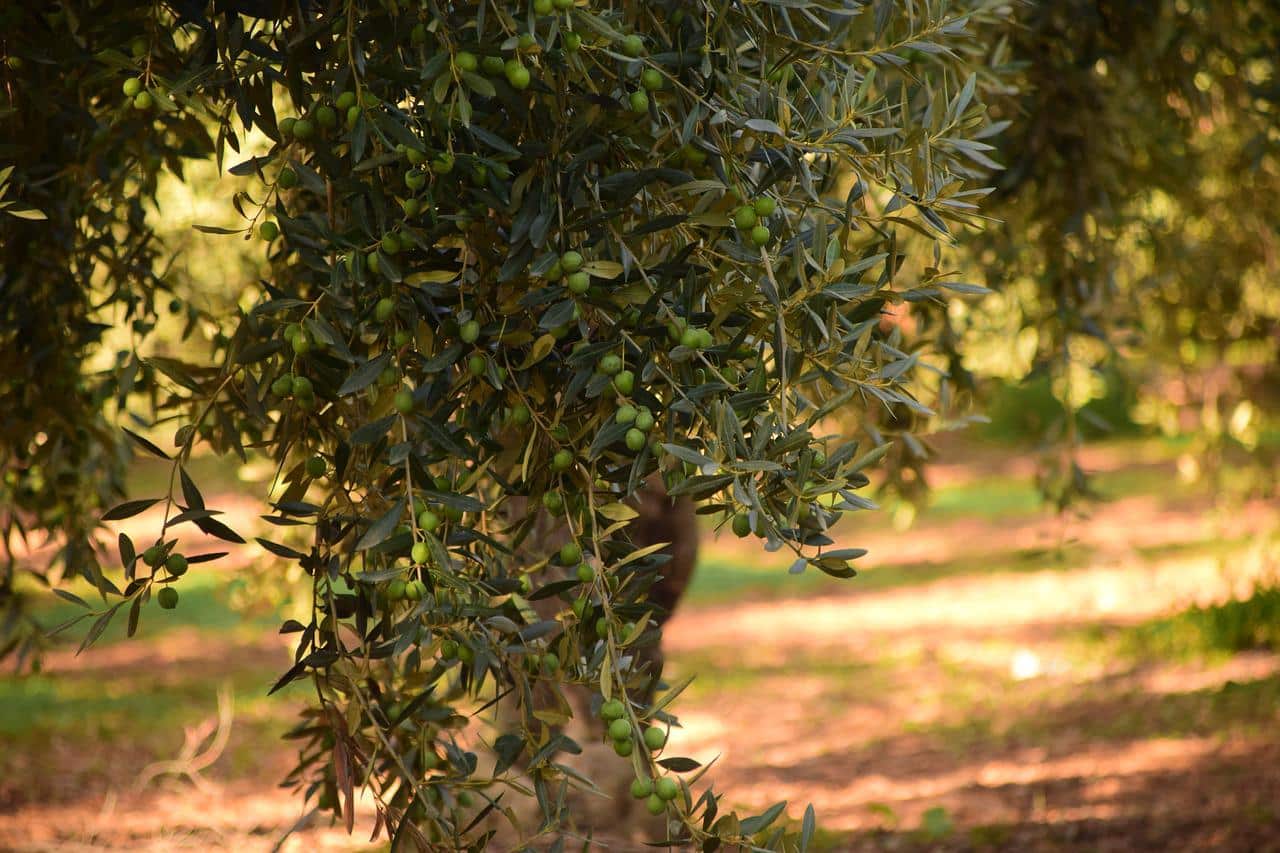 Olive oil fun facts and curiosities of the olive tree and its oil are key to understanding the origins of this amazing product.