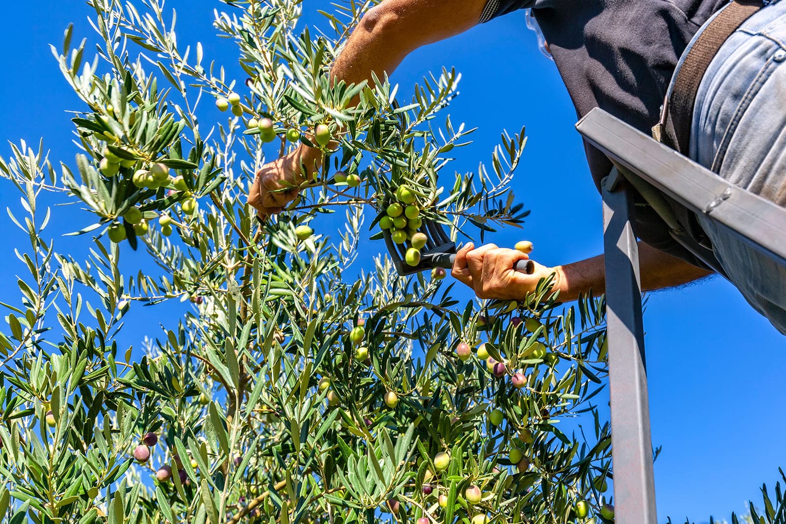Which are the different types of olive oil? Learn about each of them to know the different uses from which you can benefit.